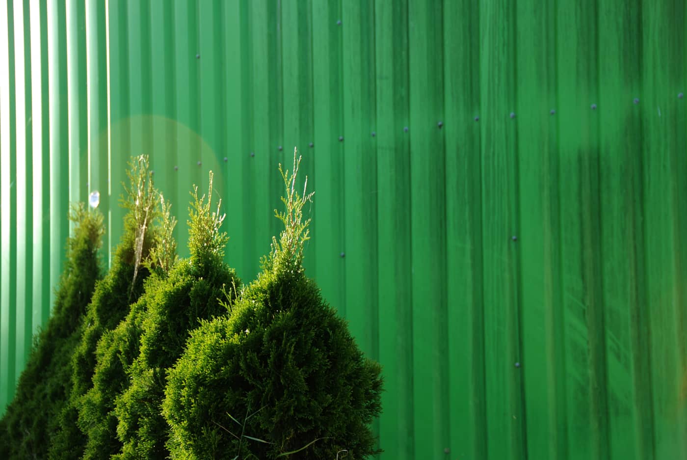 plants